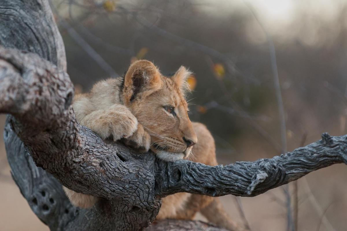 Cedarberg Travel | Pondoro Game Lodge