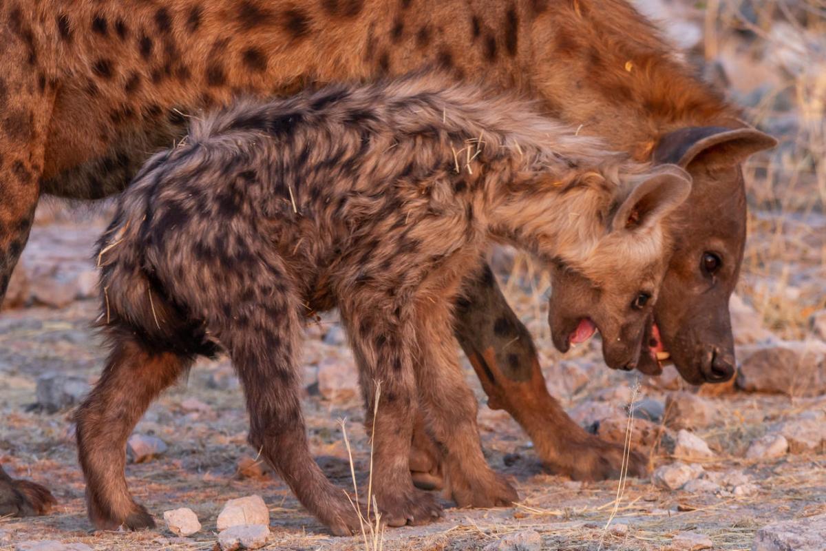Cedarberg Travel | Mushara Outpost