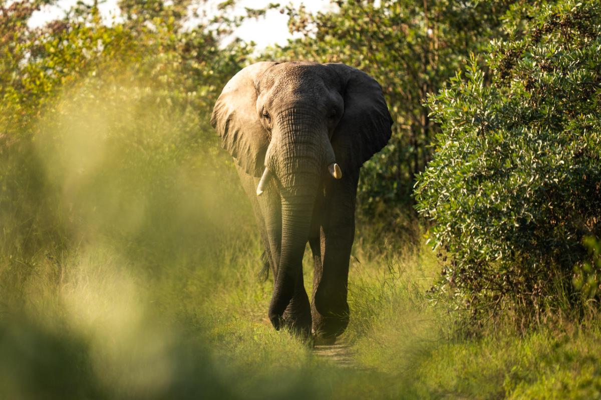 Cedarberg Travel | Silvan Safari