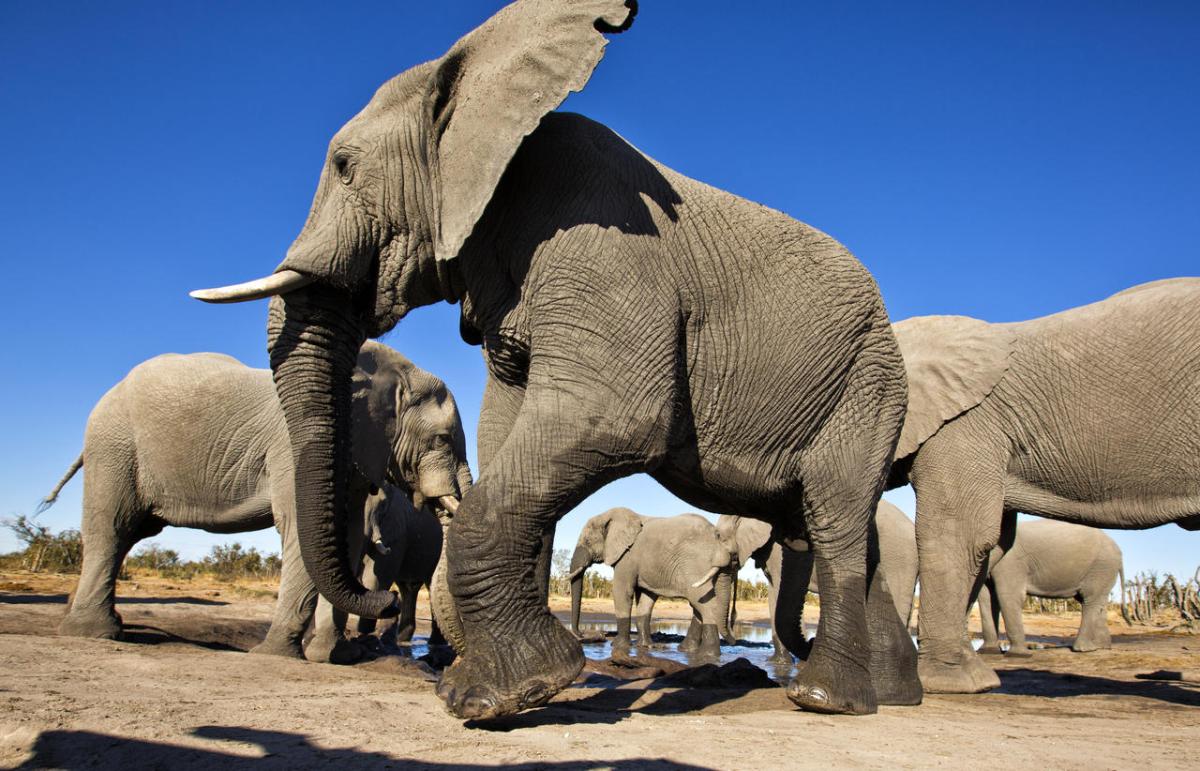 Cedarberg Travel | Elephant Pan Camp