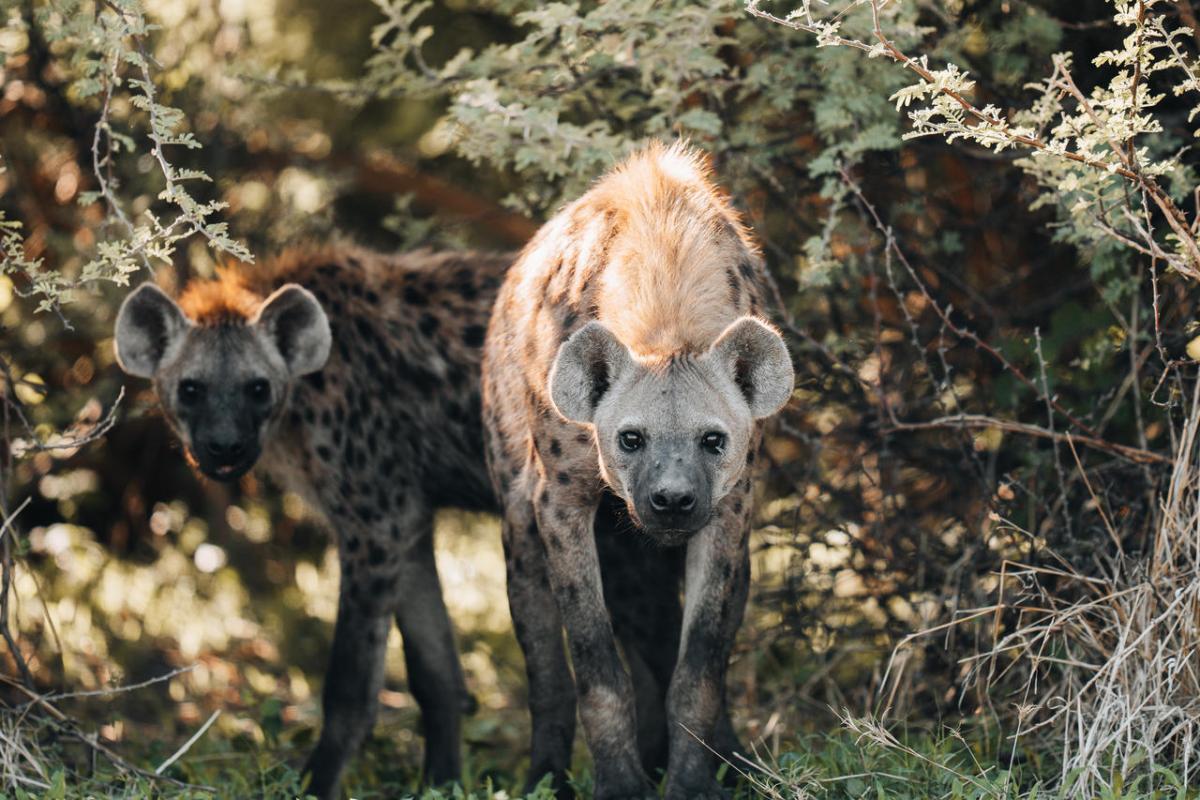 Cedarberg Travel | Mombo Camp