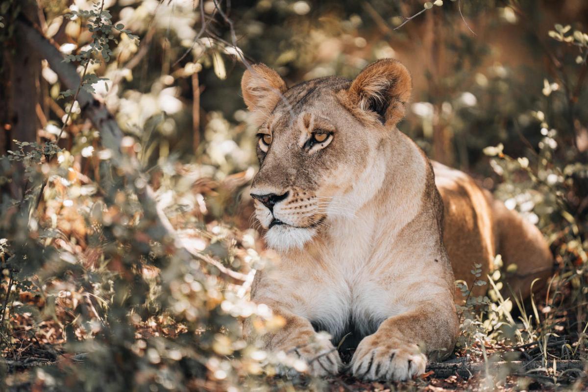 Cedarberg Travel | Mombo Camp