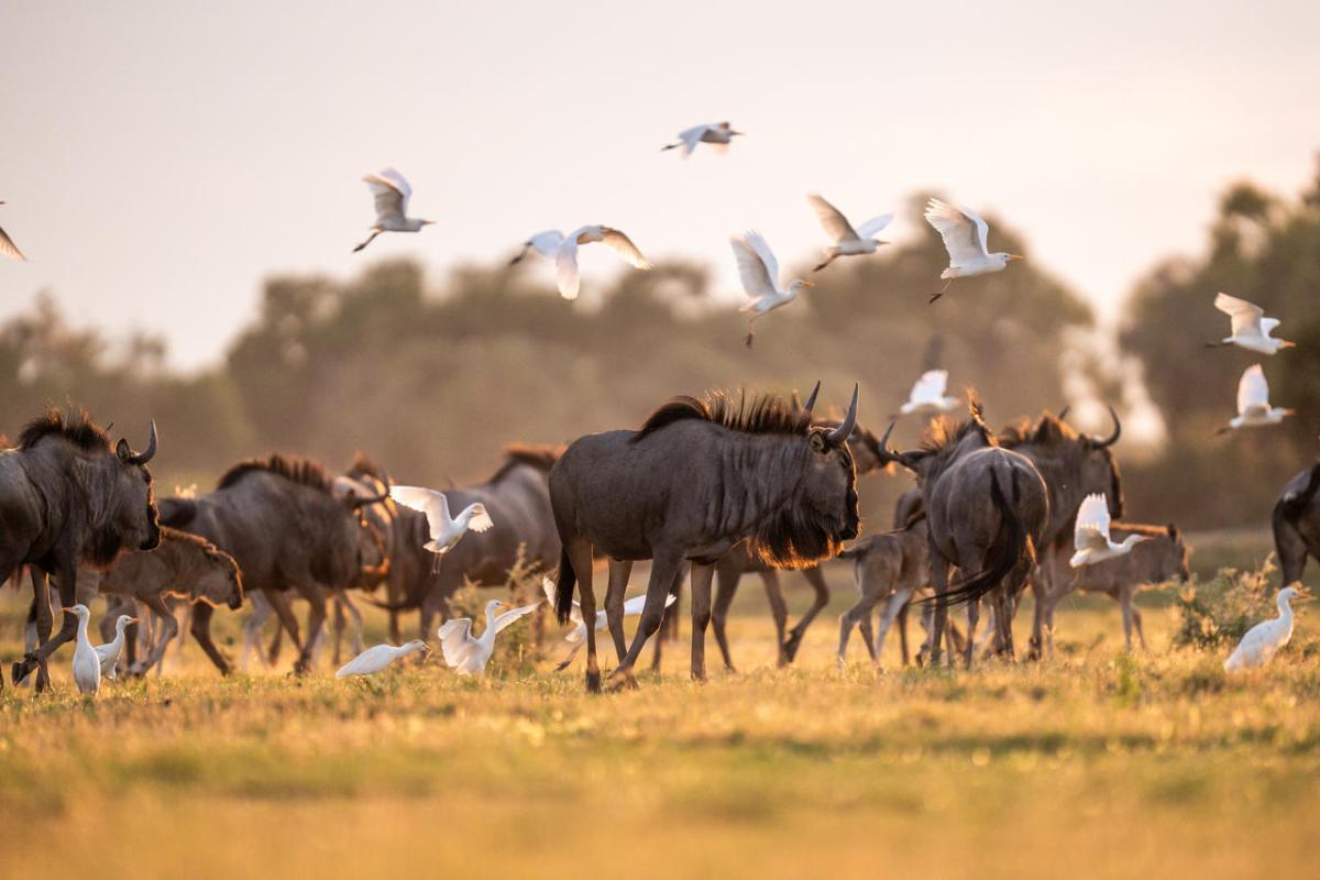 Cedarberg Travel | Mombo Camp