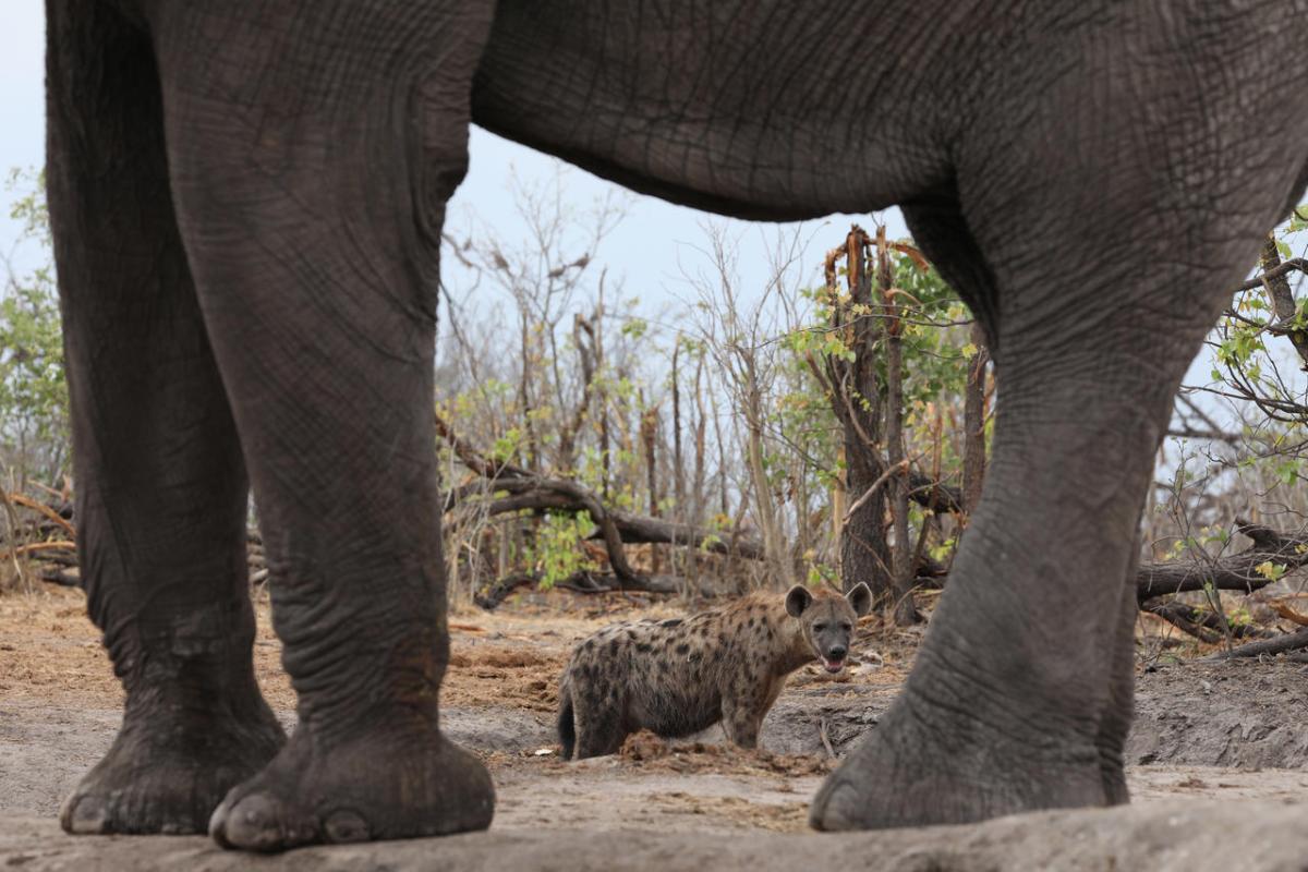 Cedarberg Travel | Elephant Pan Camp