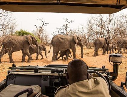 Elephant on game drive in Chobe National Park Lodges