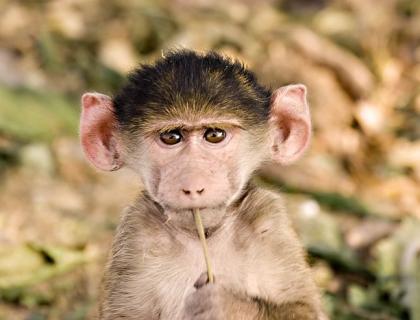 Baby monkey in Chobe National Park Lodges