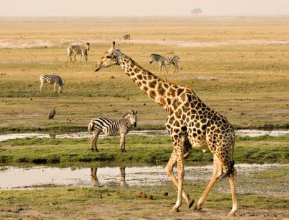 Giraffe at one of the Chobe National Park Lodges