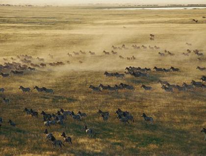 Makgadikgadi Pans - seasonal zebra migration