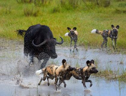 Moremi Game Reserve - wild dog attacking buffalo