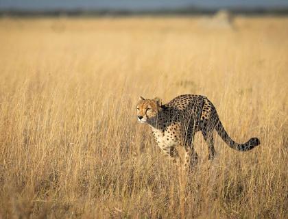 Cheetah on hunt in Savuti grasslands, Savuti marsh