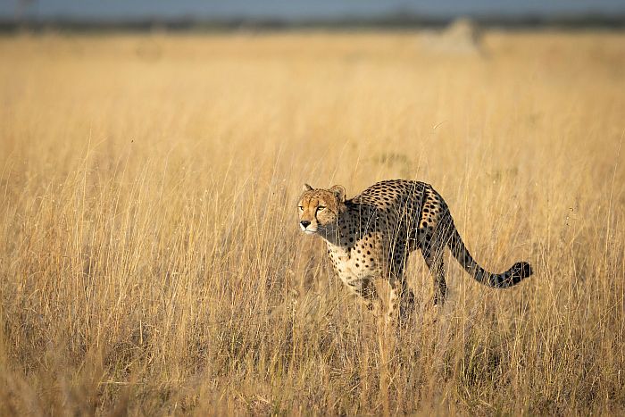 Cheetah on hunt in Savuti grasslands, Savuti marsh