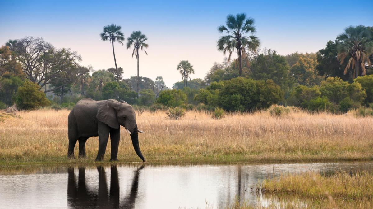 Cedarberg Travel | andBeyond Sandibe Okavango Safari Lodge