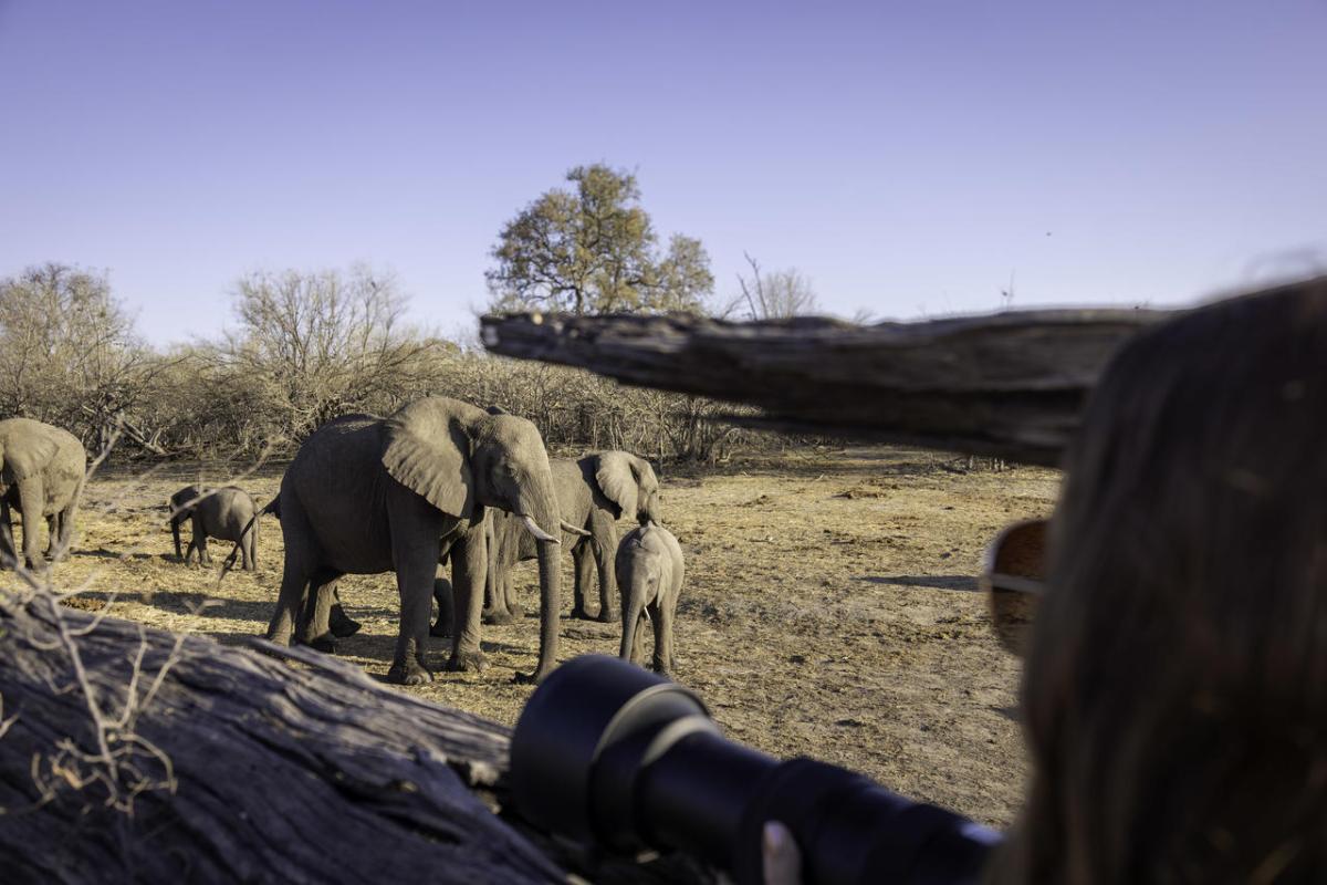 Cedarberg Travel | Savuti Camp