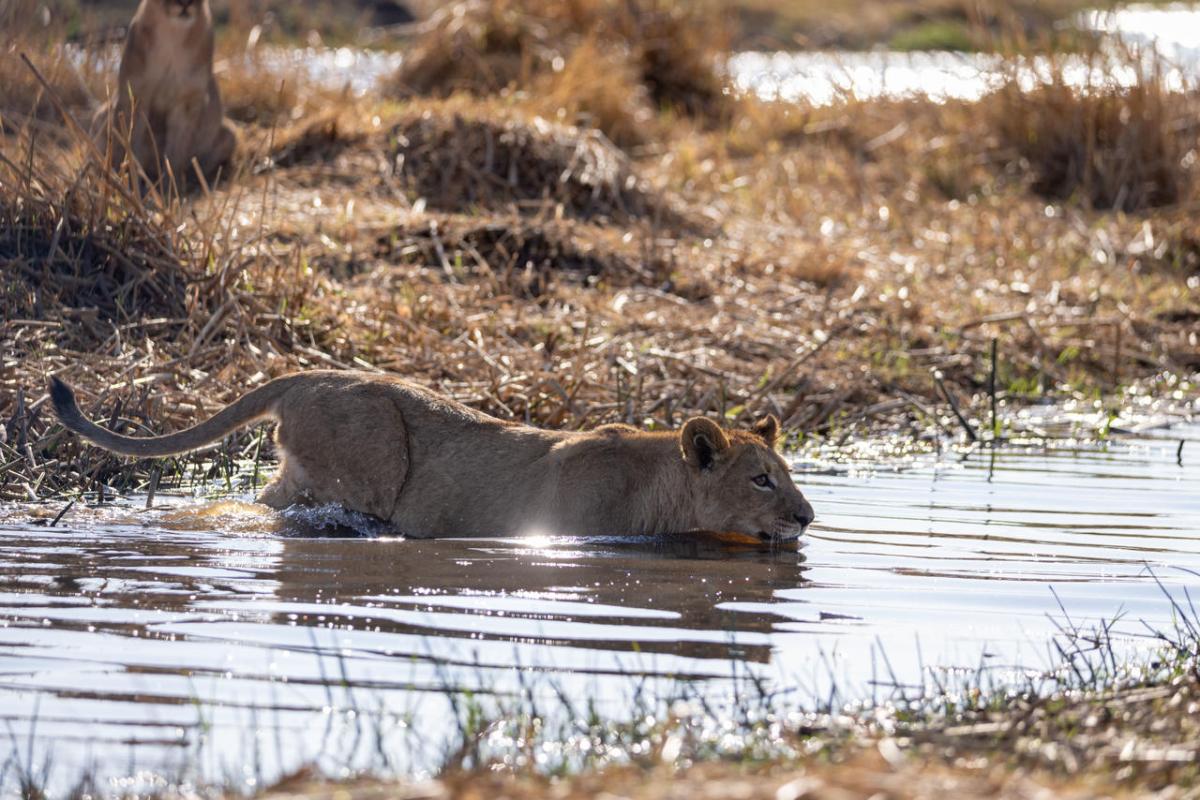 Cedarberg Travel | Savuti Camp