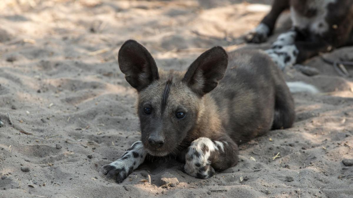 Cedarberg Travel | andBeyond Sandibe Okavango Safari Lodge