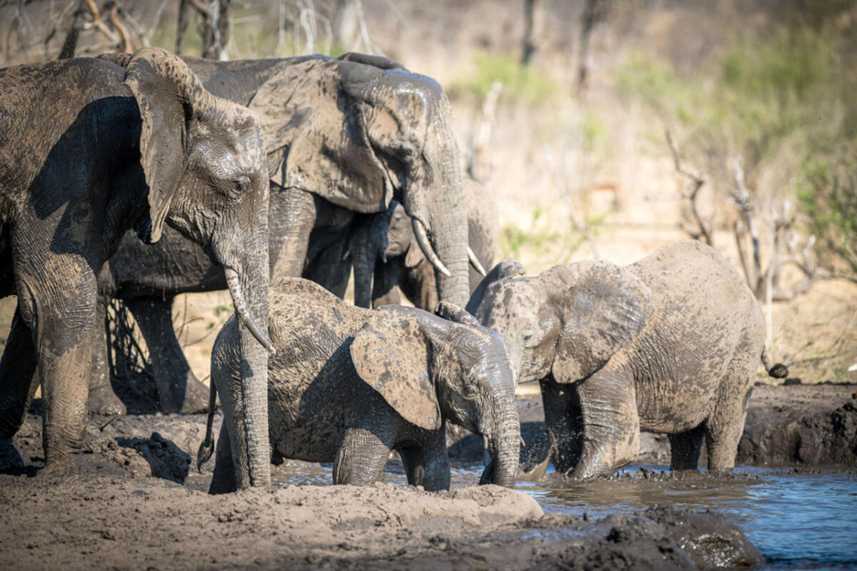 Cedarberg Travel | Matetsi Water Lodge