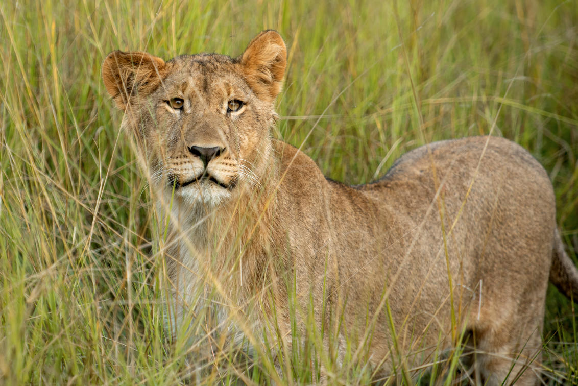 Cedarberg Travel | Kavango Adventure Safari