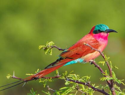 Kavango Adventure Safari