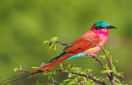 Kavango Adventure Safari