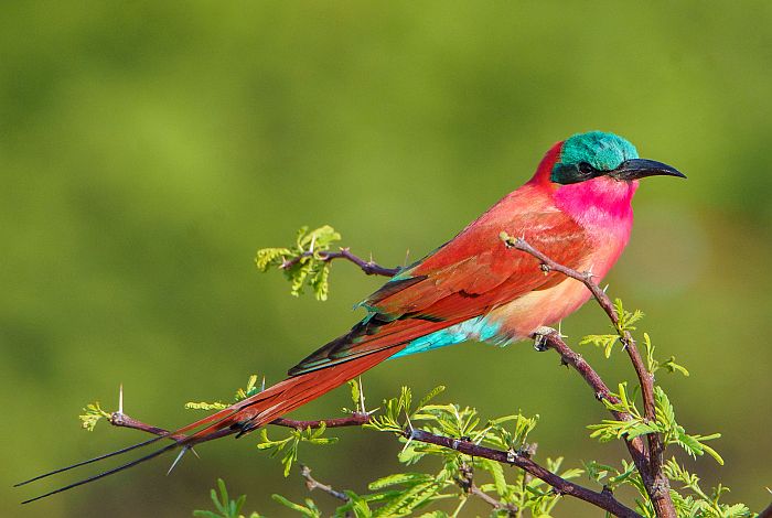 Cedarberg Travel | Kavango Adventure Safari