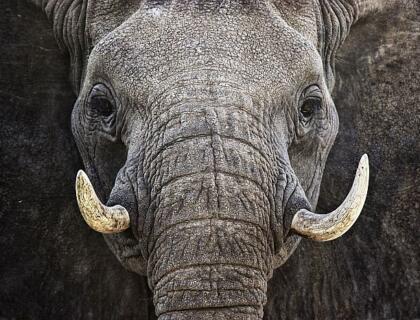 Elephant close-up on a Madikwe safari
