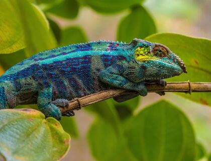 Andasibe National Park -  chameleon