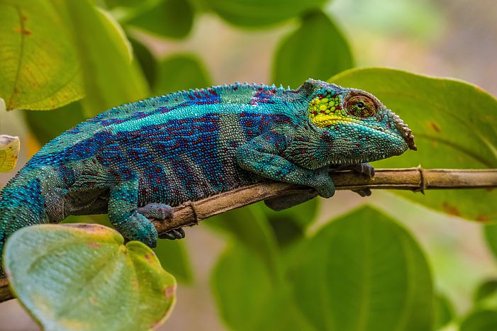 Andasibe National Park - chameleon