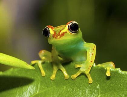Andasibe National Park - leaf frog
