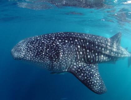 Diving in Seychelles - whale shark