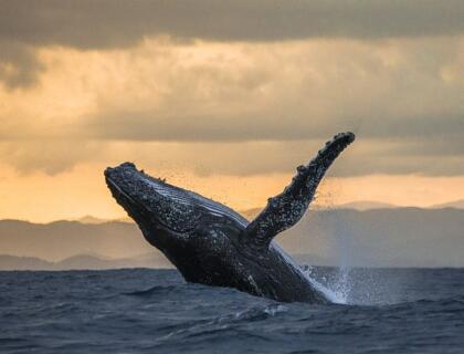 Ile Sainte Marie hotels - humpback whales off the coast