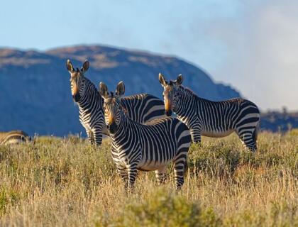 Great Karoo - Mountain Zebra