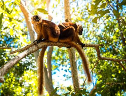 Nosy Be Hotels - Lokobe Reserve