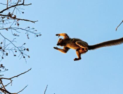 Red fronted lemur in Krindy