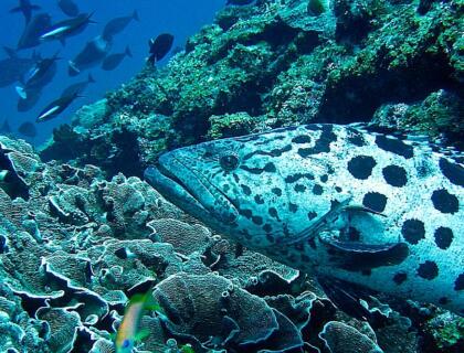 Diving in Zanzibar - Mnemba island