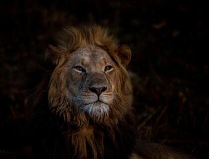 Lion on Busanga Plains, safari in Kafue National Park