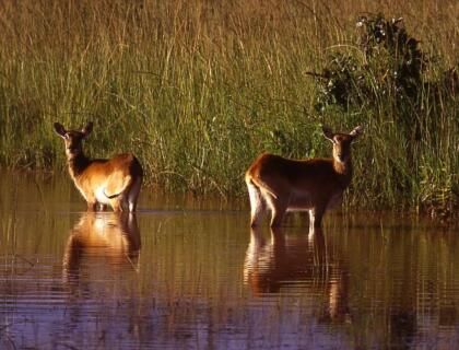 Lechwe in the river, safari in Kafue National Park