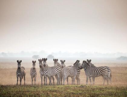 Zebra on Busanga Plains, safari in Kafue National Park