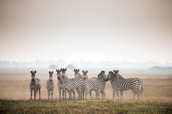 Zebra on Busanga Plains, safari in Kafue National Park
