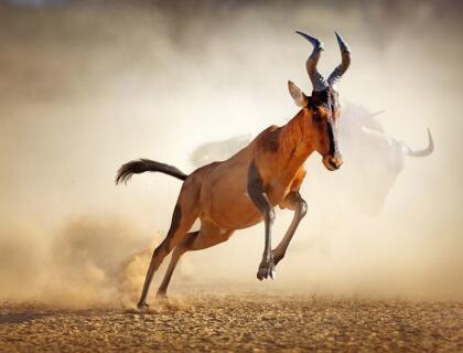 Reedc hartebeest reunning in Kgalagadi park dust