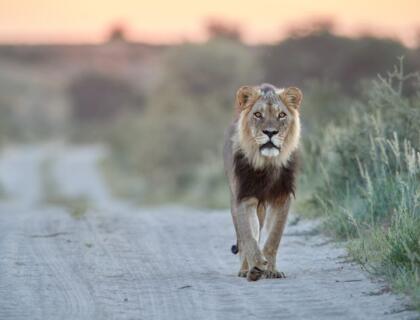 Lion on a Northern Cape safari in Kgalagadi Park