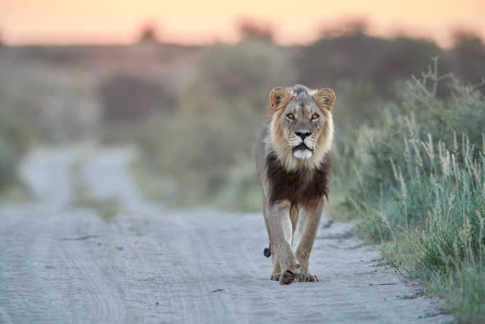 Lion on a Northern Cape safari in Kgalagadi Park