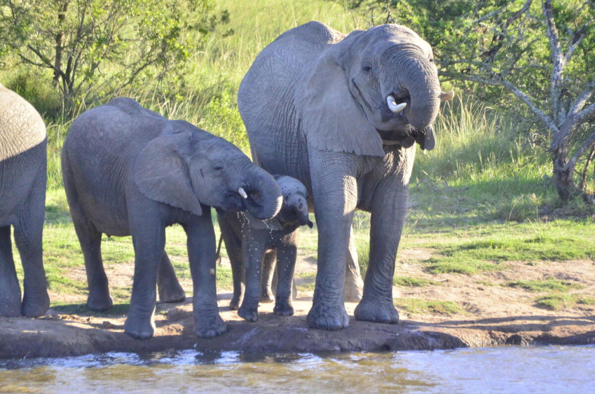 Cedarberg Travel | Lalibela Inzolo lodge