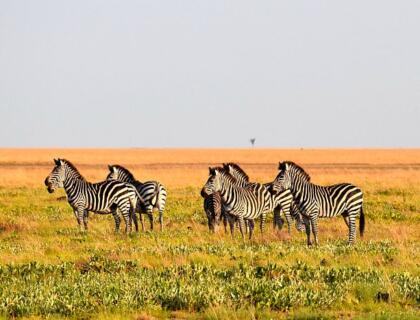 Luiwa plains safari - zebra on plains