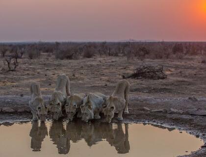 Madikwe Safari Getaway 3 Nights