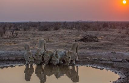 Madikwe Safari Getaway 3 Nights