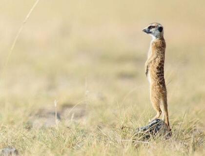 Meerkat in Northern Cape safari