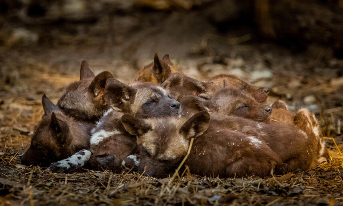 Cedarberg Travel | Gorongosa Chicari Camp