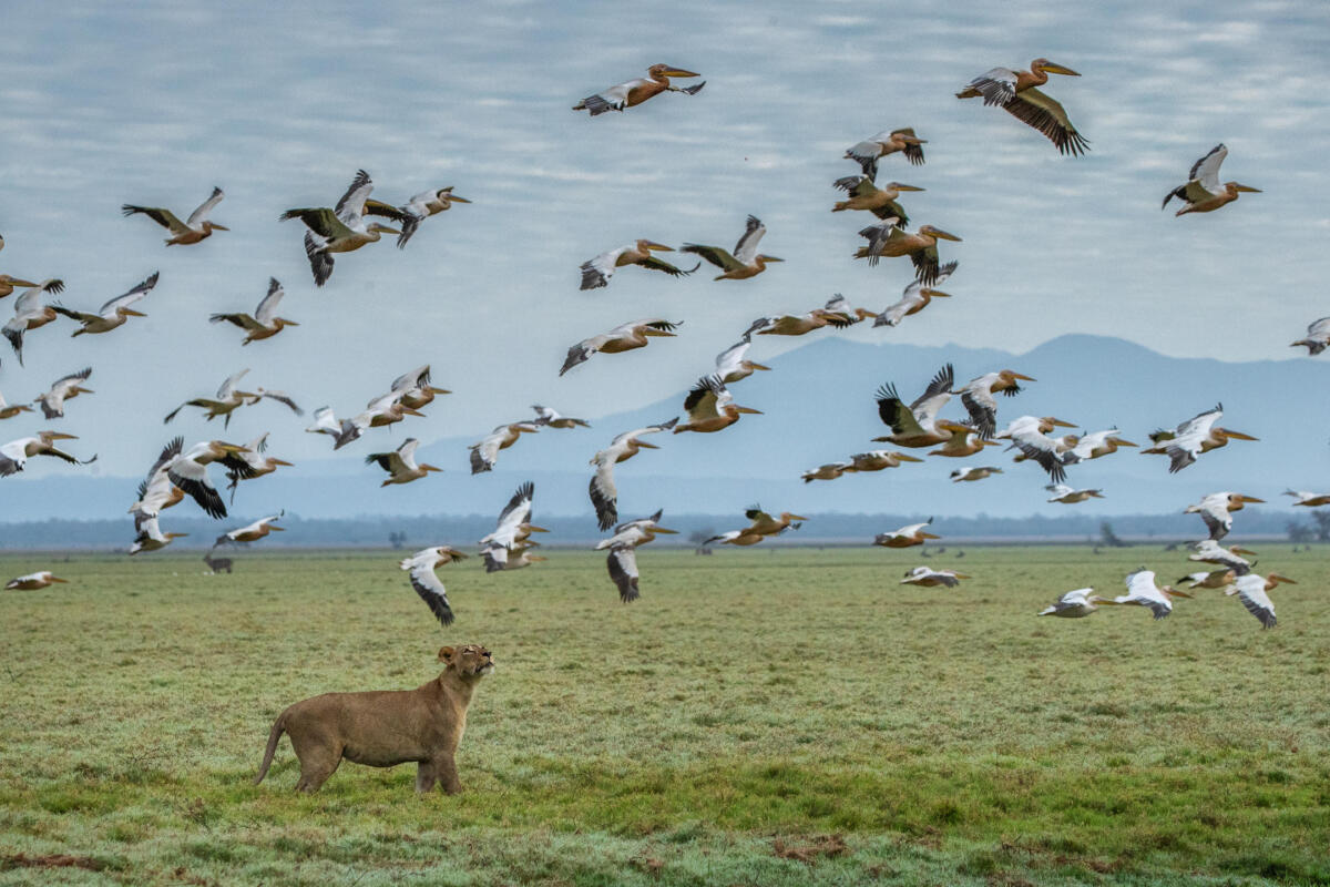 Cedarberg Travel | Gorongosa Chicari Camp