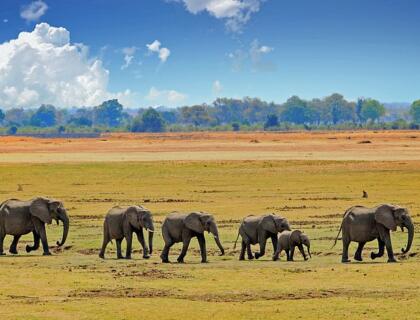 South Luangwa safari - e;lephants walking on floodplain