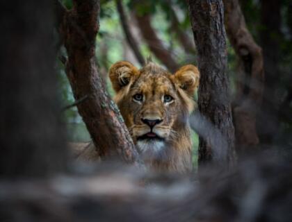 Luiwa Plains safari - lion in the woodland